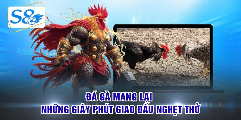 Đá gà mang lại những giây phút giao đấu nghẹt thở